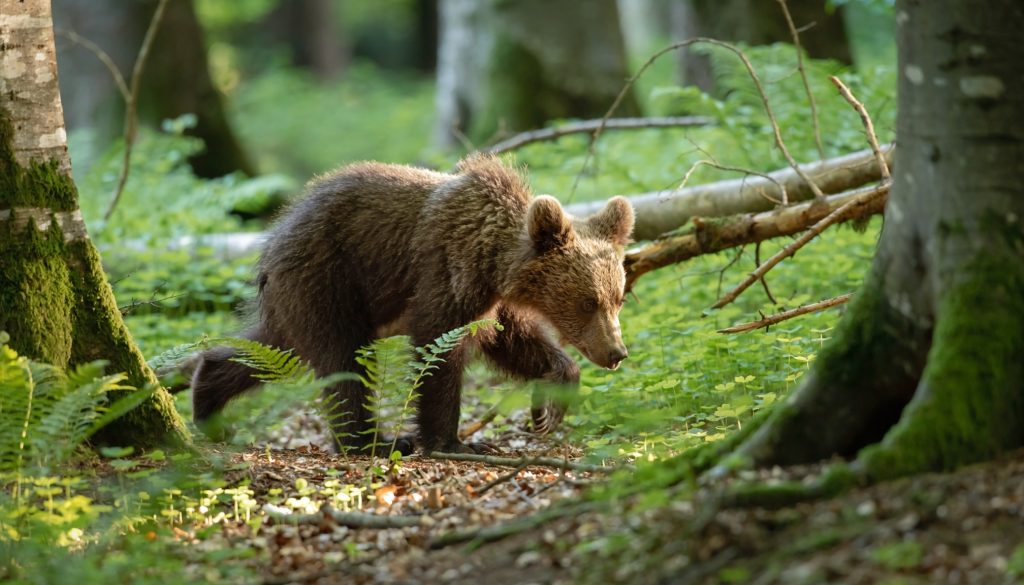 Osezno de oso pardo caminando entre helechos y vegetación en un bosque frondoso.