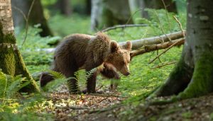 Osezno de oso pardo caminando entre helechos y vegetación en un bosque frondoso.