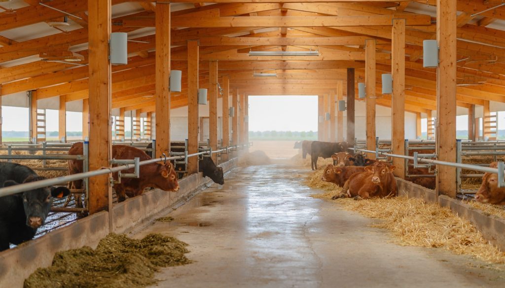 Interior de una nave ganadera de madera con varias vacas, unas comiendo heno y otras tumbadas sobre paja, en una explotación ganadera de Salamanca.