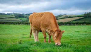 Vaca de pelaje marrón pastando en un prado verde con colinas, setos y cielo nublado al fondo, en Vegadeo.
