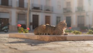 Gato atigrado con collar tumbado sobre un bordillo de piedra en una plaza empedrada, con macetas de geranios y fachadas de casas al fondo.