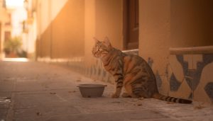 Gato callejero atigrado sentado en una acera junto a un cuenco de comida vacío, frente a una fachada con azulejos, iluminado por luz cálida de atardecer.