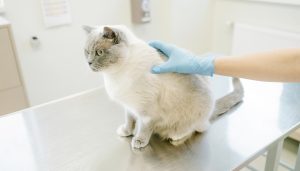 Gato de pelaje claro con manchas grises siendo examinado por un veterinario con guantes azules sobre una mesa metálica en una clínica.