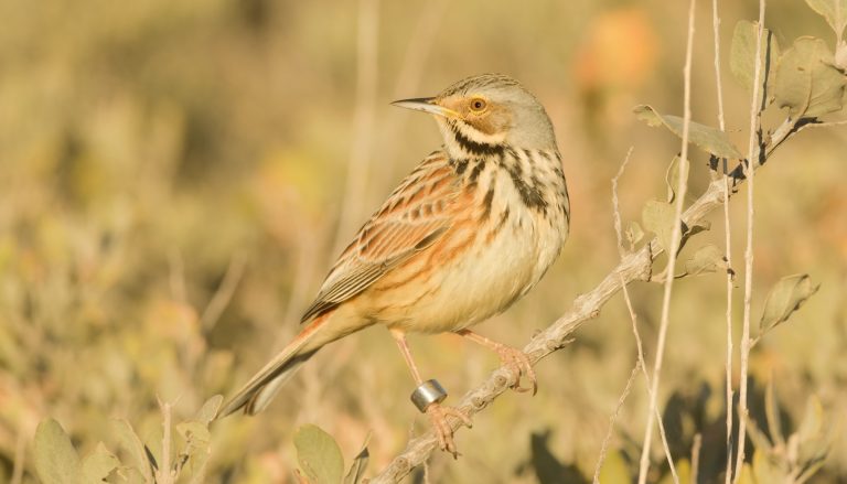 Ave pequeña de plumaje pardo y anaranjado con una anilla identificativa en la pata, posada en una rama entre matorrales secos.