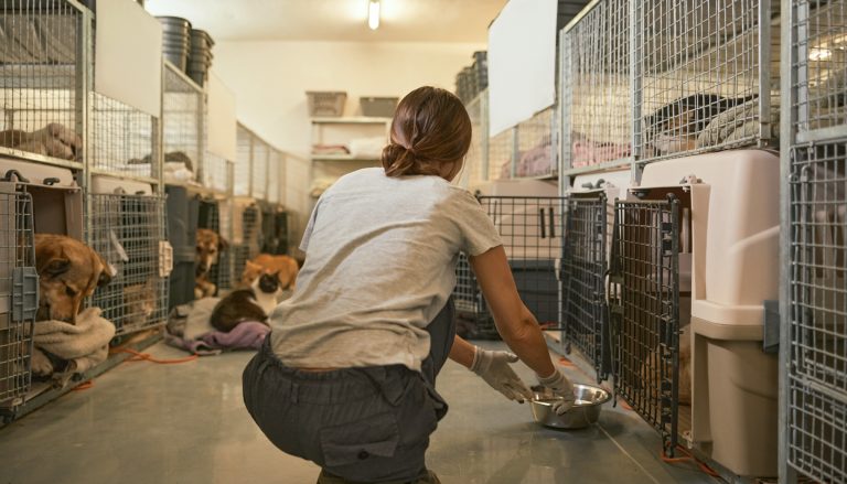 Voluntaria vista de espaldas, agachada, repartiendo comida a perros y gatos alojados en jaulas de un refugio improvisado.