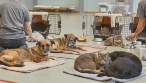 Dos voluntarios, vistos de espaldas, atendiendo a varios perros y gatos rescatados que descansan sobre mantas y transportines dentro de un pabellón.