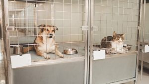 Un perro y un gato en jaulas contiguas de una protectora, cada una con una tarjeta identificativa en blanco colgada en la puerta.