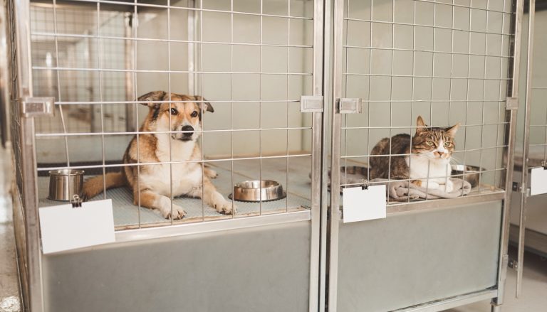 Un perro y un gato en jaulas contiguas de una protectora, cada una con una tarjeta identificativa en blanco colgada en la puerta.
