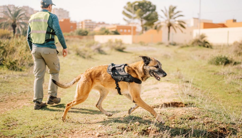 Guía con chaleco reflectante caminando por un descampado junto a un perro con arnés de rescate, en una zona urbana con palmeras al fondo.