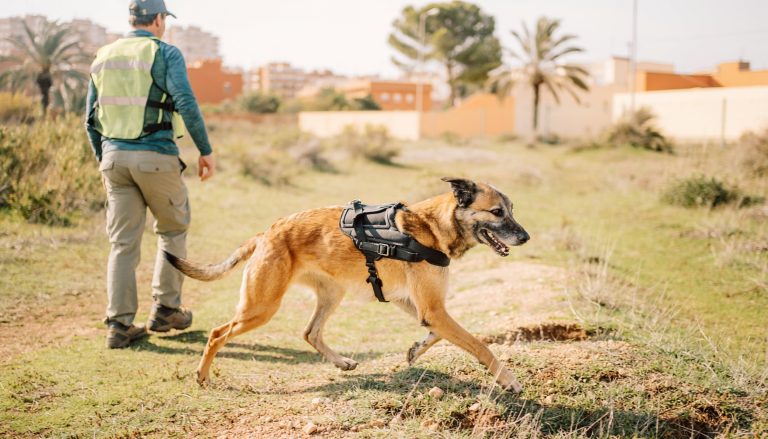 Guía con chaleco reflectante caminando por un descampado junto a un perro con arnés de rescate, en una zona urbana con palmeras al fondo.