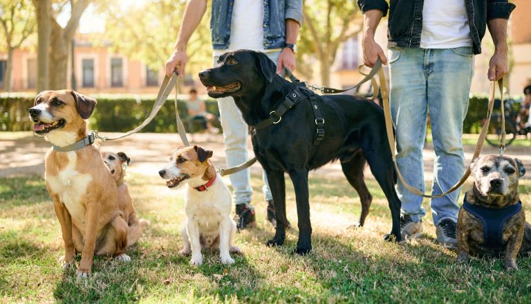 Cinco perros de distintas razas sentados en el césped de un parque, sujetos con correas por dos personas durante un evento de adopción.