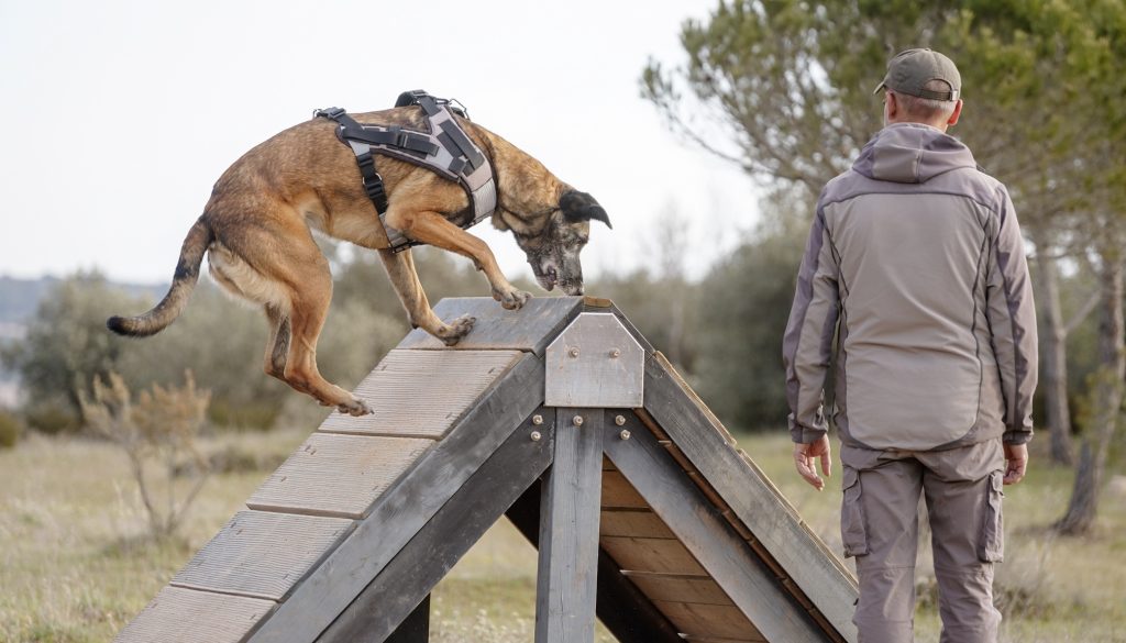 Perro tipo pastor belga malinois con arnés saltando sobre una rampa de agility en el campo, mientras un adiestrador con gorra lo observa de espaldas.