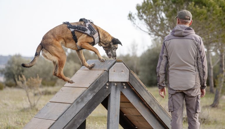 Perro tipo pastor belga malinois con arnés saltando sobre una rampa de agility en el campo, mientras un adiestrador con gorra lo observa de espaldas.
