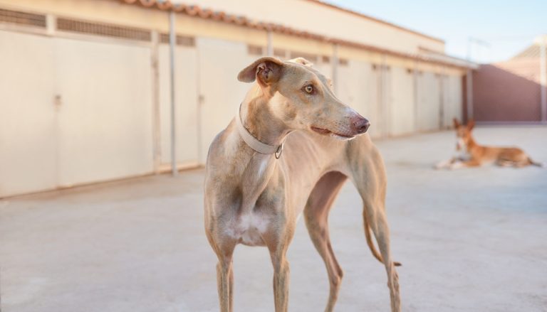 Galgo de pelaje canela con collar mirando hacia un lado en el patio de una protectora de animales, con otro perro tumbado al fondo.