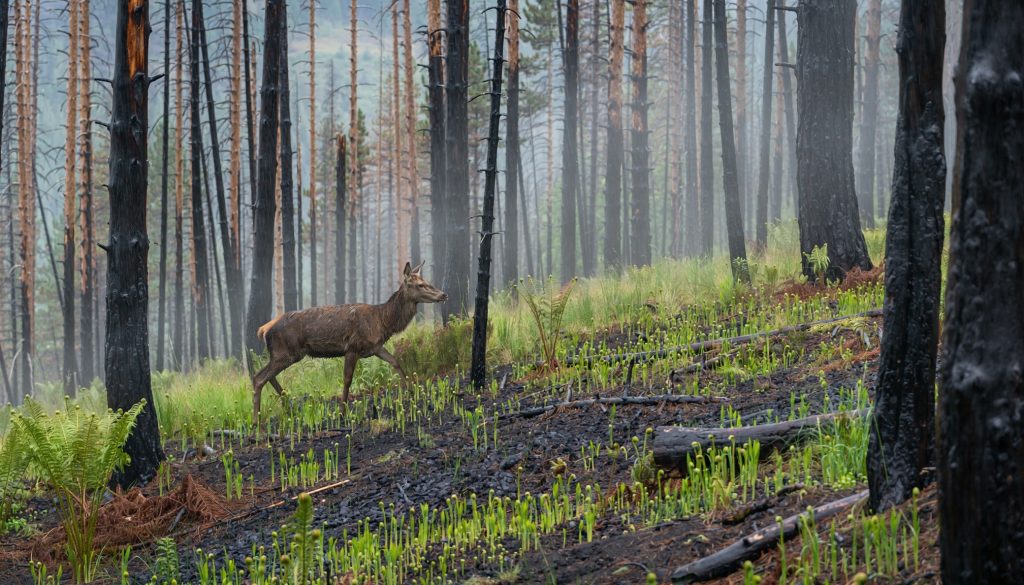Un ciervo camina entre troncos calcinados de un bosque tras un incendio, mientras helechos y brotes verdes emergen del suelo quemado.