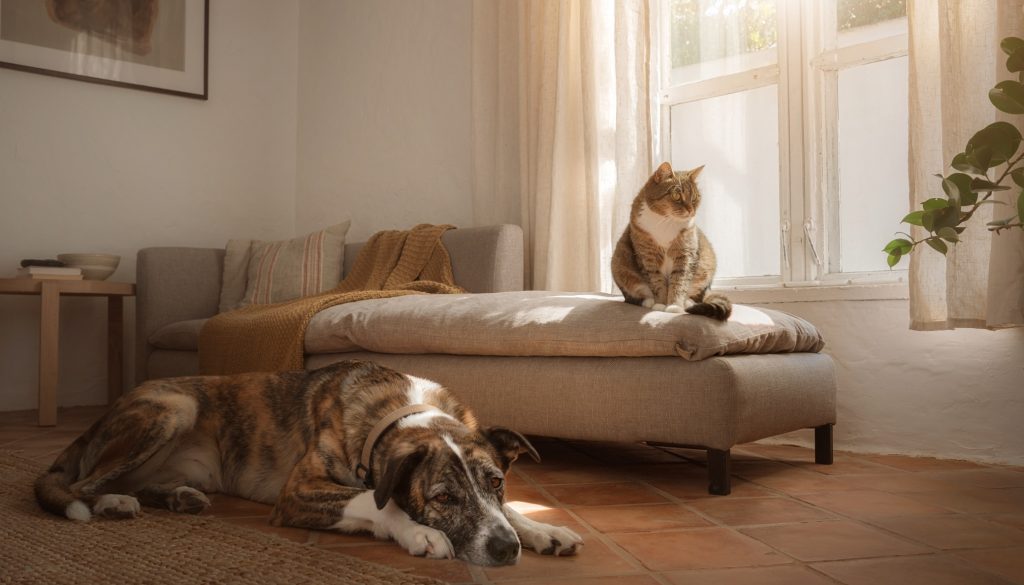 Un gato atigrado sentado junto a una ventana y un perro de pelaje oscuro tumbado en el suelo de un salón acogedor con luz cálida.