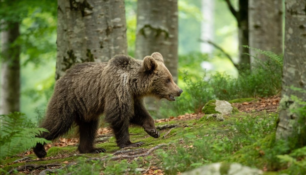 Un osezno de oso pardo camina entre la vegetación de un bosque frondoso, con la mirada al frente.