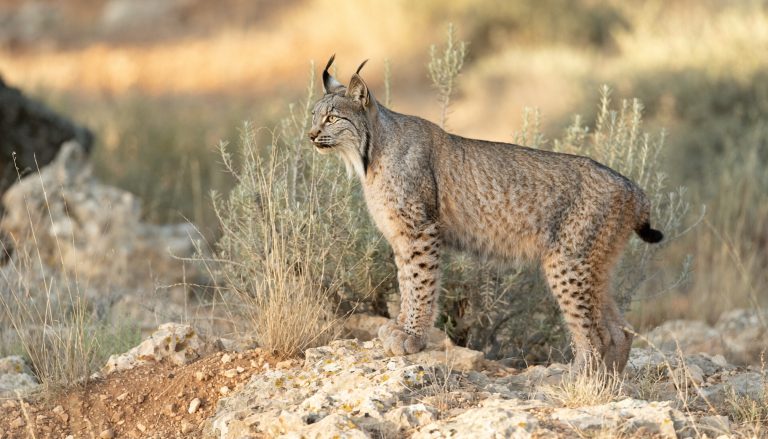 Un lince ibérico de pie sobre una roca, con la mirada atenta hacia el horizonte, en un paisaje de matorral mediterráneo.