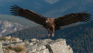 Un buitre negro con las alas extendidas aterrizando sobre una roca en un entorno de montaña boscosa.