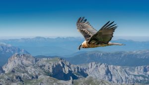 Un quebrantahuesos vuela con las alas desplegadas sobre un paisaje de montañas bajo un cielo despejado.