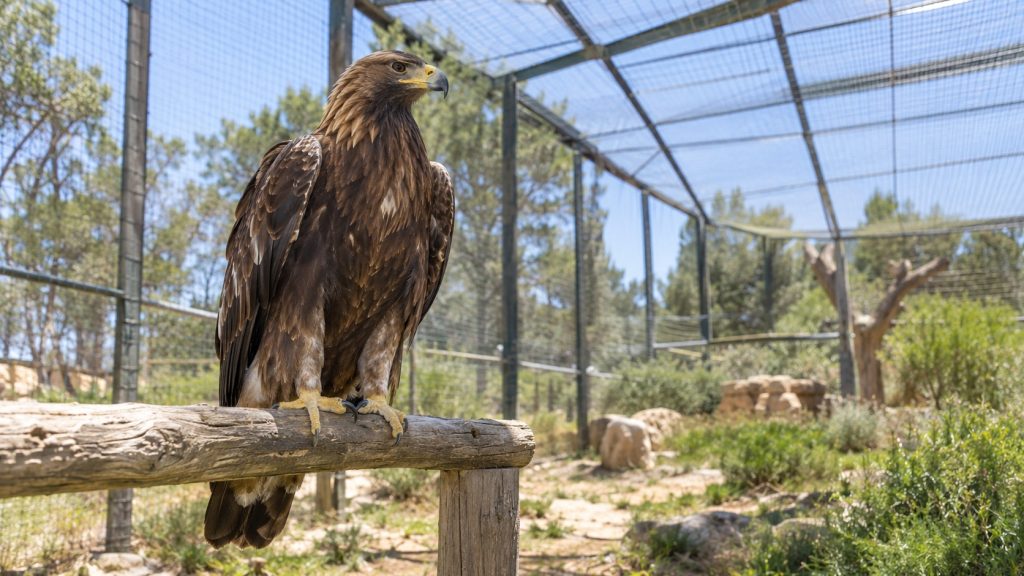 Águila real posada sobre una percha de madera dentro de un voladero de rehabilitación con malla metálica y vegetación al fondo.
