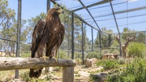 Águila real posada sobre una percha de madera dentro de un voladero de rehabilitación con malla metálica y vegetación al fondo.
