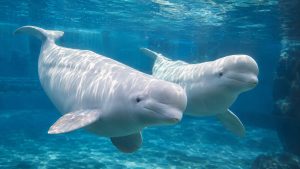 Dos belugas de piel blanca nadando juntas bajo el agua en un acuario, mostrando su característica frente redondeada y ausencia de aleta dorsal.