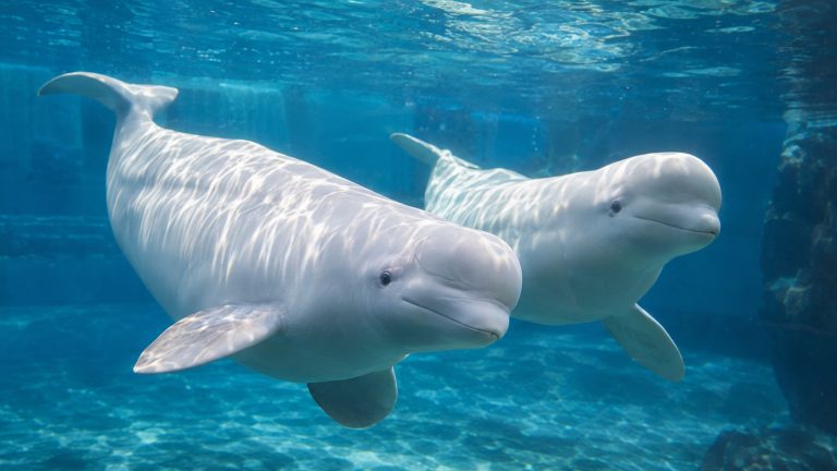Dos belugas de piel blanca nadando juntas bajo el agua en un acuario, mostrando su característica frente redondeada y ausencia de aleta dorsal.