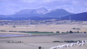 Rebaño de ovejas en el campo, imagen contextual para la actualización de lengua azul en España