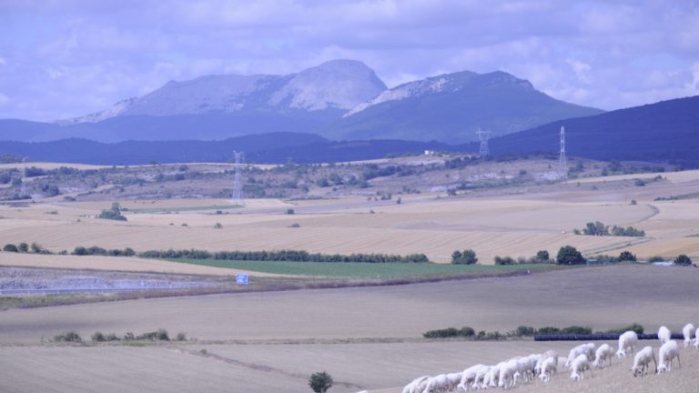 Rebaño de ovejas en el campo, imagen contextual para la actualización de lengua azul en España