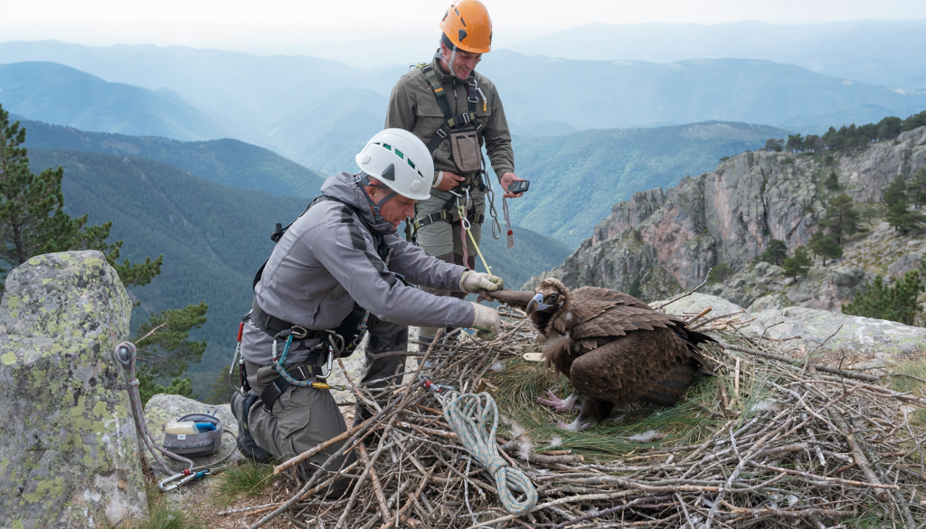 Técnicos de conservación revisan un joven buitre negro en su nido durante un rescate guiado por seguimiento GPS