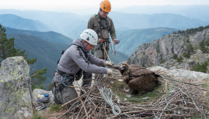 Técnicos de conservación revisan un joven buitre negro en su nido durante un rescate guiado por seguimiento GPS
