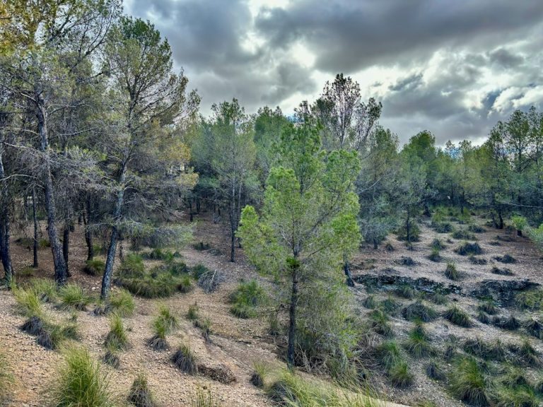 Paisaje natural de montaña, imagen ilustrativa sobre recuperación de fauna tras un incendio forestal