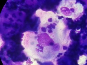 Un estudio detecta Leishmania spp. en muestras de carcinoma escamoso felino en Portugal