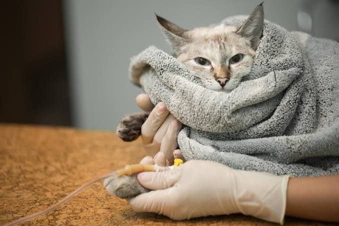 Perro o gato atendido en un hospital veterinario universitario español