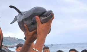 Cría de delfín sujetada por varias personas en la playa del Trampolín, Ceuta