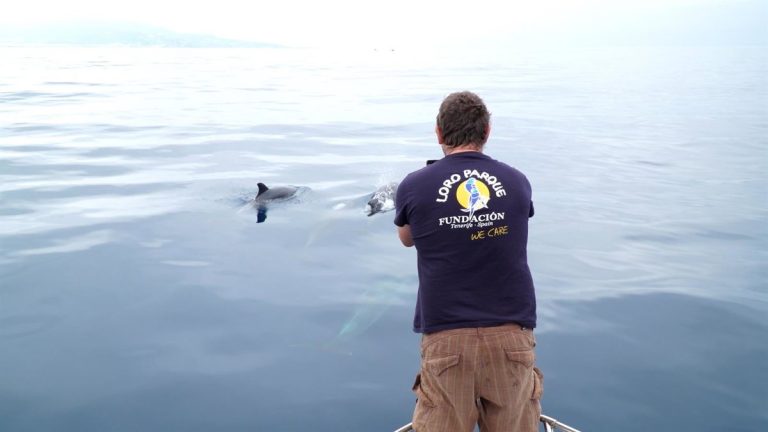 Un proyecto liderado desde Canarias describe por primera vez parte del dialecto acústico de la orca ibérica