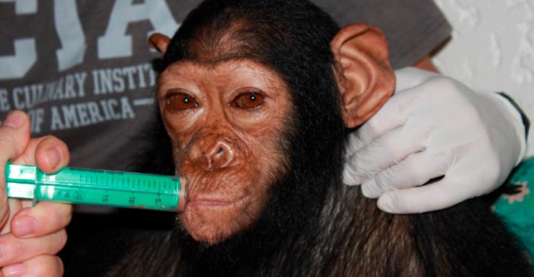 Chimpancé atendido por veterinarios tras un caso de tétanos generalizado