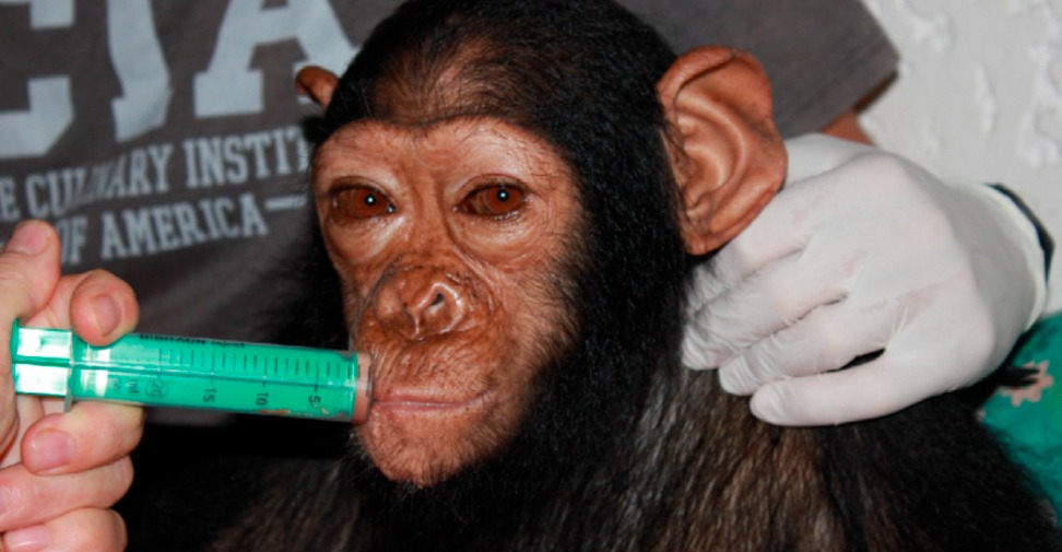 Chimpancé atendido por veterinarios tras un caso de tétanos generalizado
