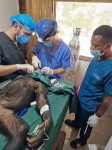 Zezé, el chimpancé rescatado del tráfico ilegal, durante su recuperación veterinaria