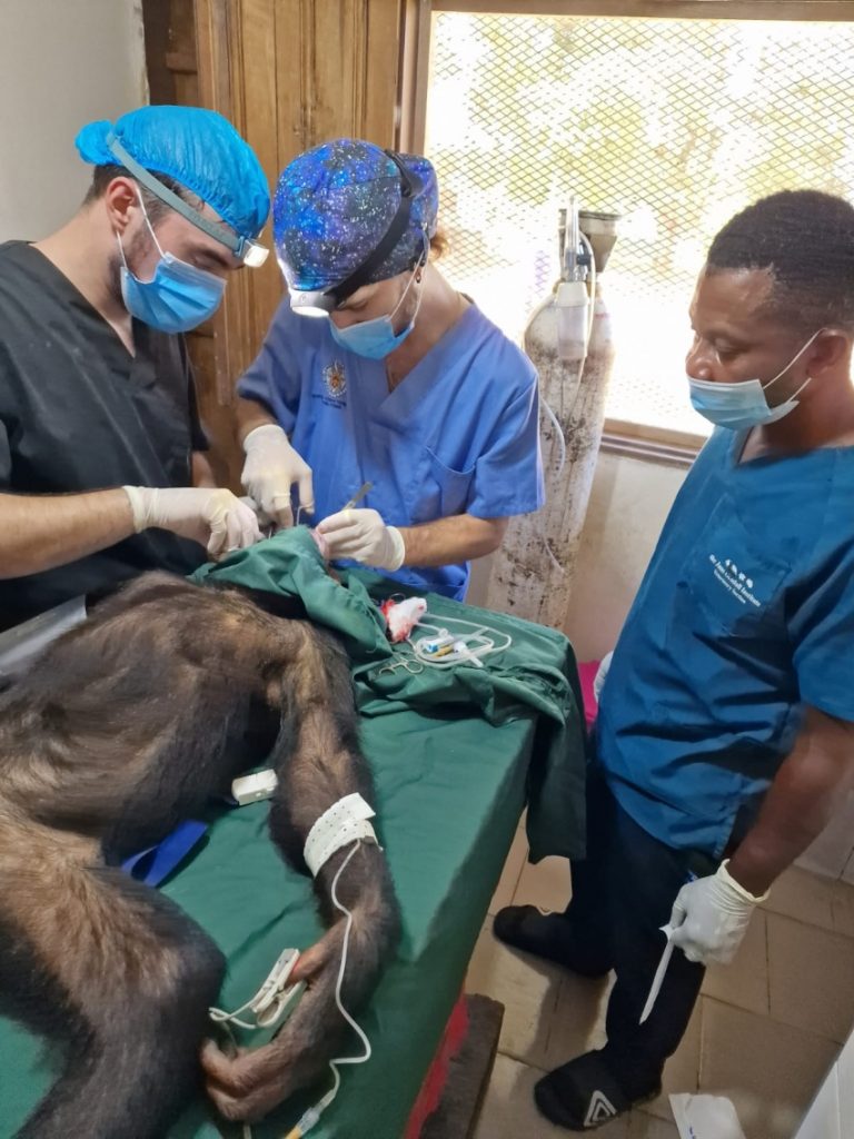 Zezé, el chimpancé rescatado del tráfico ilegal, durante su recuperación veterinaria