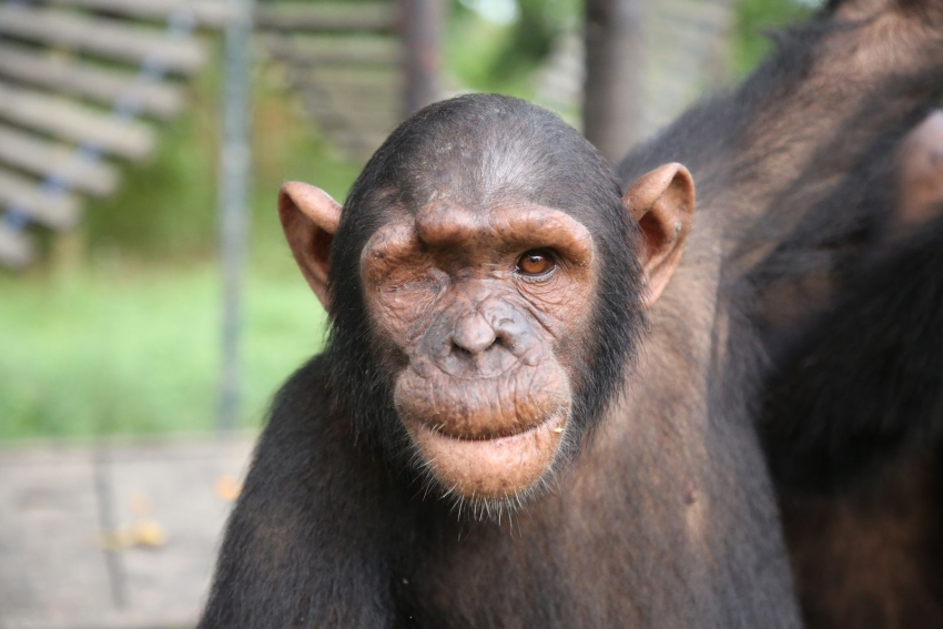 Equipo veterinario durante la cirugía ocular a Zezé, el chimpancé rescatado del tráfico ilegal