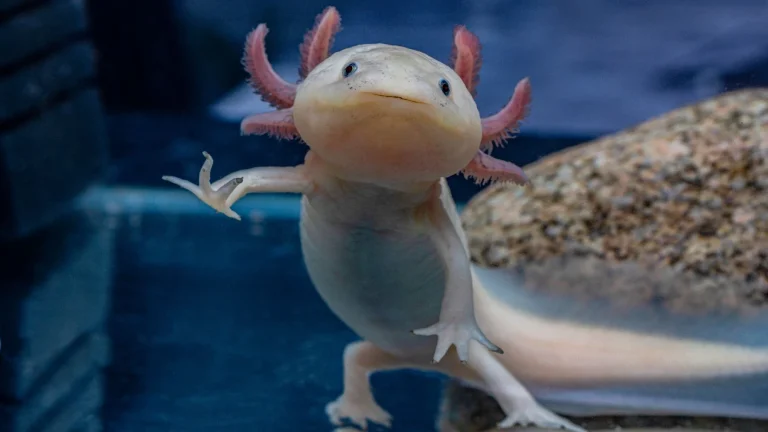 Primer plano de un ajolote blanco en un acuario