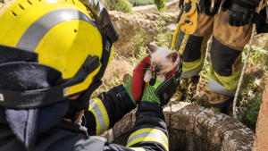 Bombero rescatando a un gatito atrapado en un pozo con la ayuda de una cuerda