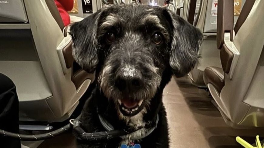 Boro, el perro reencontrado, sentado y sonriente en el interior de un tren
