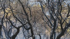 Bosque afectado por un incendio, imagen contextual sobre recuperación de aves tras el fuego