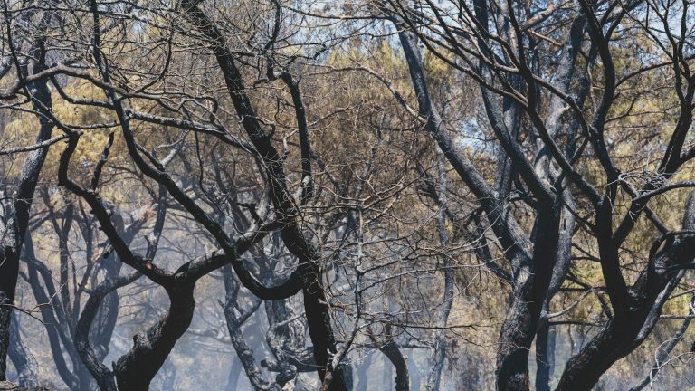 Bosque afectado por un incendio, imagen contextual sobre recuperación de aves tras el fuego