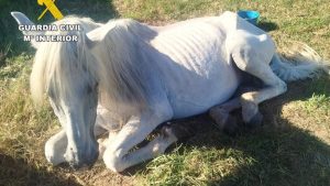 Caballo rescatado en Puente Viesgo durante una investigación de la Guardia Civil por presunto maltrato animal