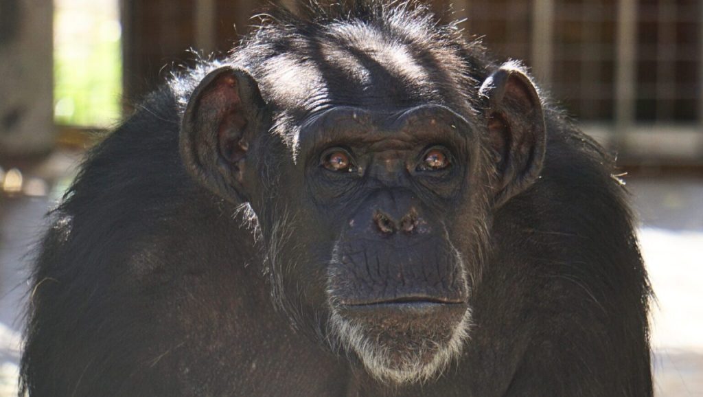 Primer plano de un chimpancé mirando a cámara en su recinto