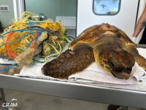 Tortuga boba junto a los restos de una red enredada, sobre una mesa de examen veterinario